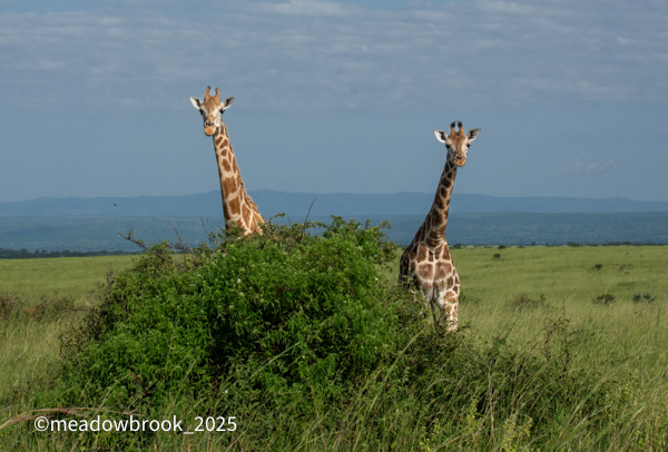 Uganda safari photo 2