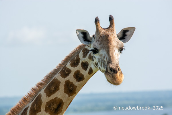 Uganda safari photo 3