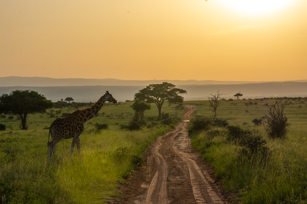 Uganda safari photo 4