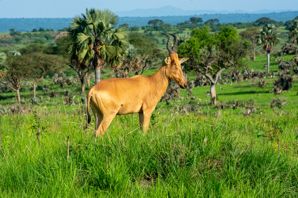 Uganda safari photo 5
