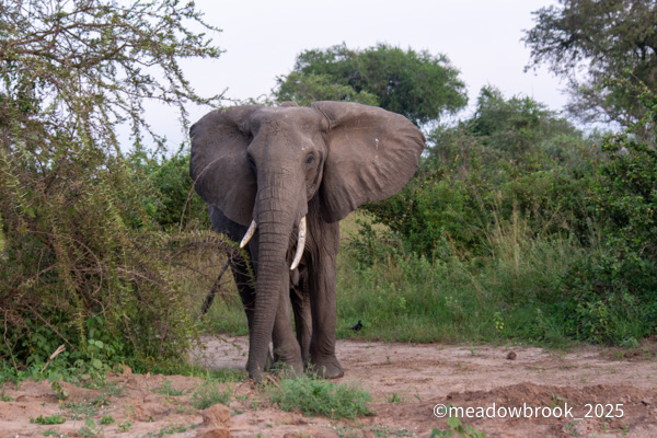 Uganda safari photo 6