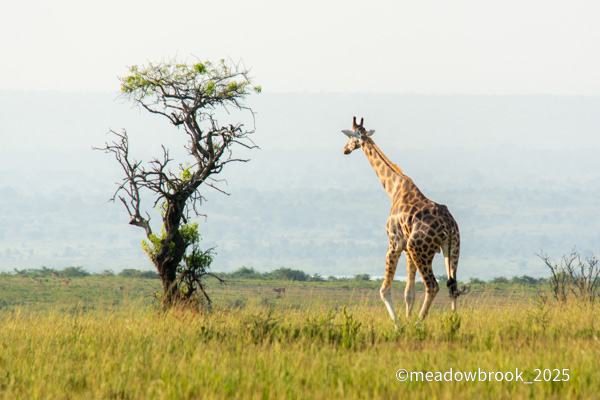 Uganda safari photo 8